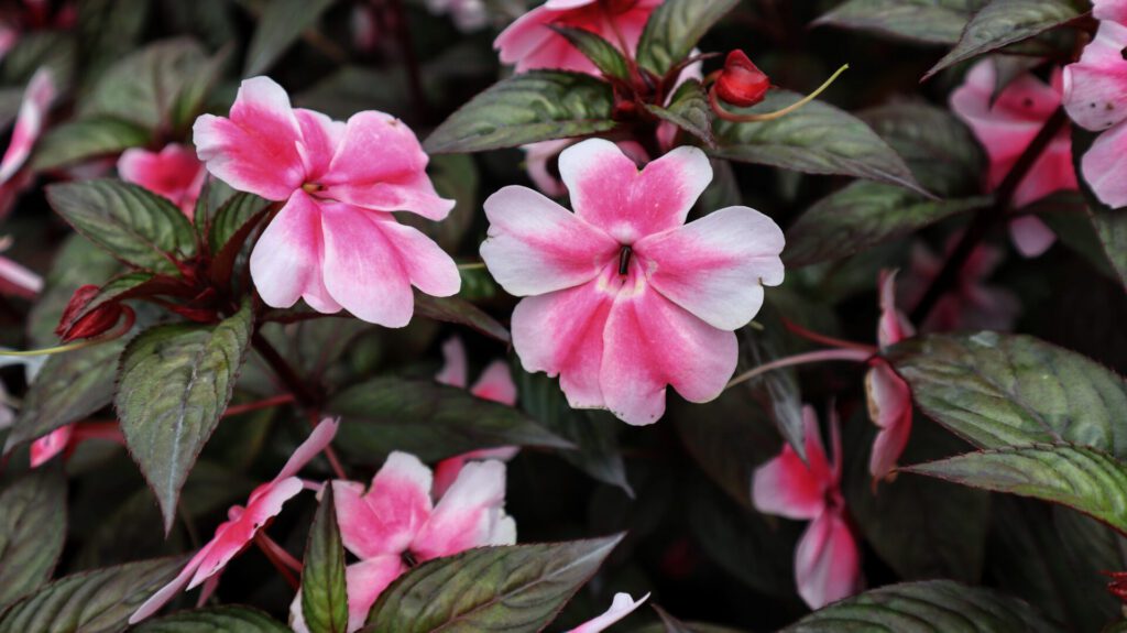 Beautiful Sunpatien impatient pink flower blooming at the garden.