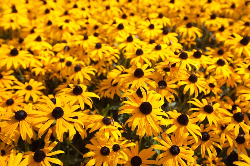 Blackeye Susan Flower Garden Close-up