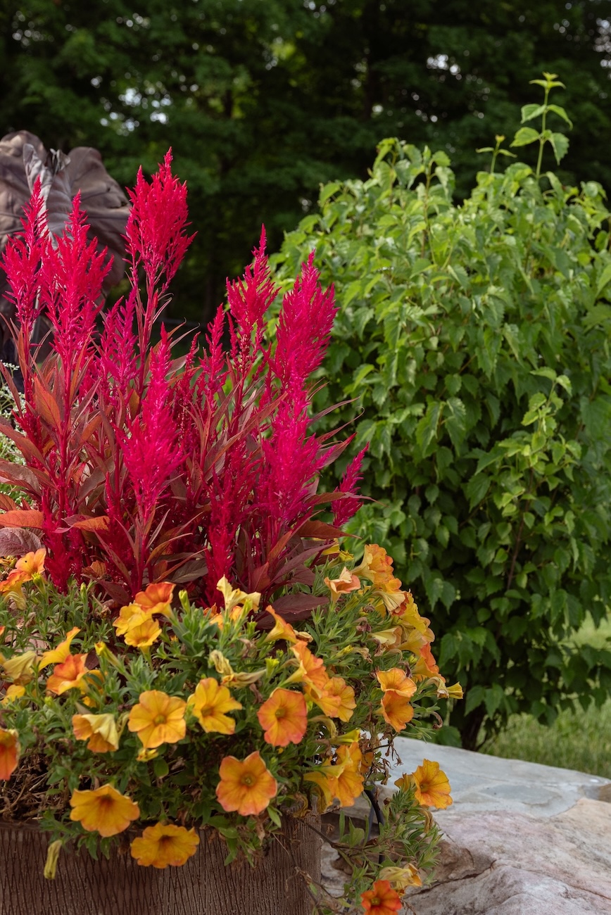 Colorful Landscaping with Pink & Orange-Yellow Flowers, Shrubbery, Hardscaping | Milosi Nashville Landscaping
