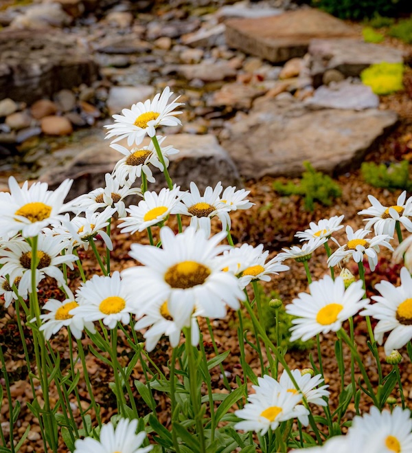 Daisies as part of a rock landscape design / Milosi