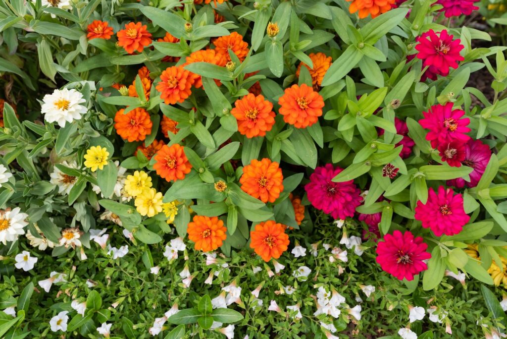 Milosi Landscaping Flower Bed with a Variety of Orange, Red, White, and Yellow Flowers for Fall and Spring