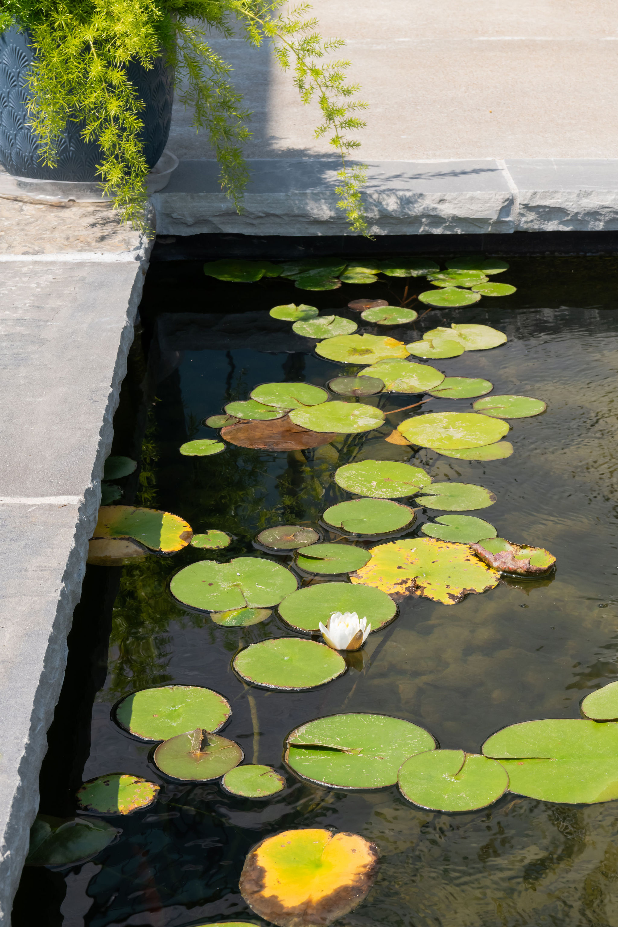 custom water feature built by Milosi landscapes. Small pond with Lilly Pads floating on top.