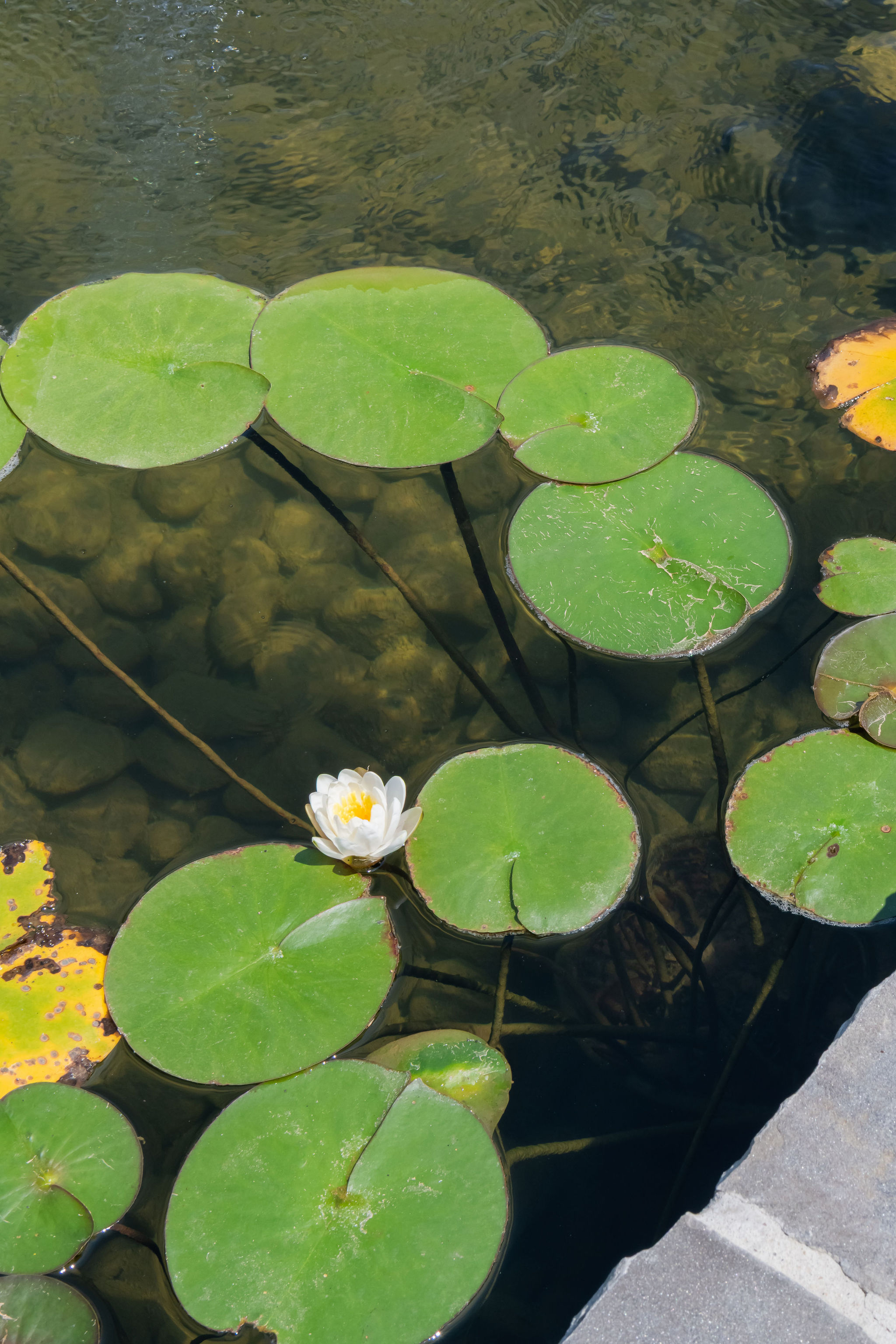 side view of pond-like water feature with Lilly Pads floating on top